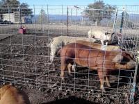 831RANCHER11_4251.jpg