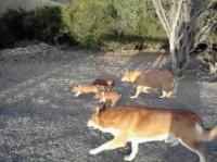 831RANCHER13_9884.jpg