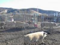 831RANCHER16_4201.jpg