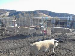 831RANCHER16_9149.jpg