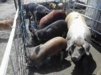 831RANCHER6_9076.jpg