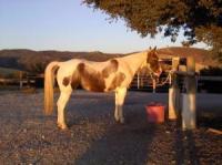 HOLLY_HORSE_SHOW_PICdownsized_093011_8940.jpg