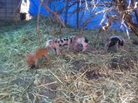 PIG_03_03_15_L_7673.JPG