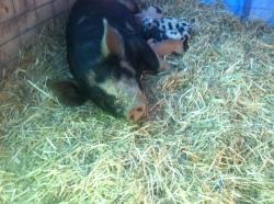 PIG_DOB_03_030_15_3353.JPG