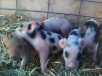 PIG_DOB_03_03_15_M_5303.JPG