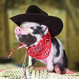 cowboypigpigtailsandhogs.jpg