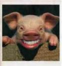 smilepigpicpigtailsandhogs_2296.jpg